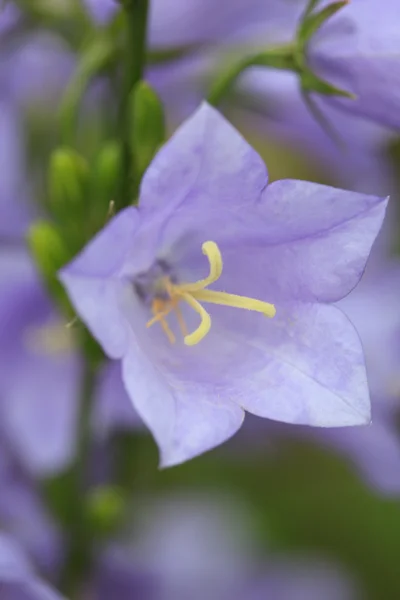 Campanula flores — Fotografia de Stock
