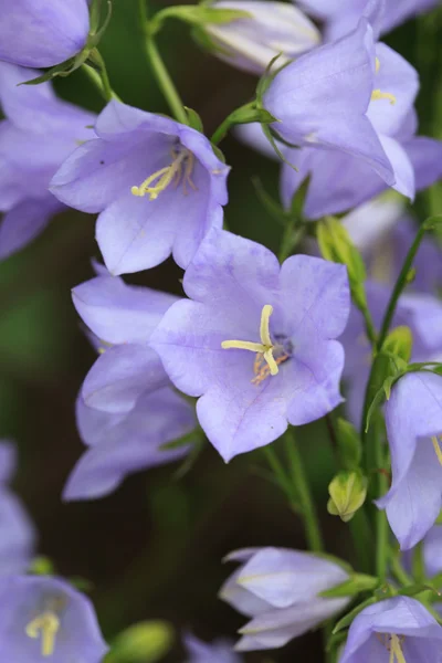 stock image Campanula flowers