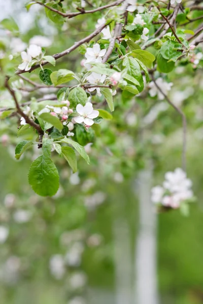 Pembe elma çiçekleri — Stok fotoğraf