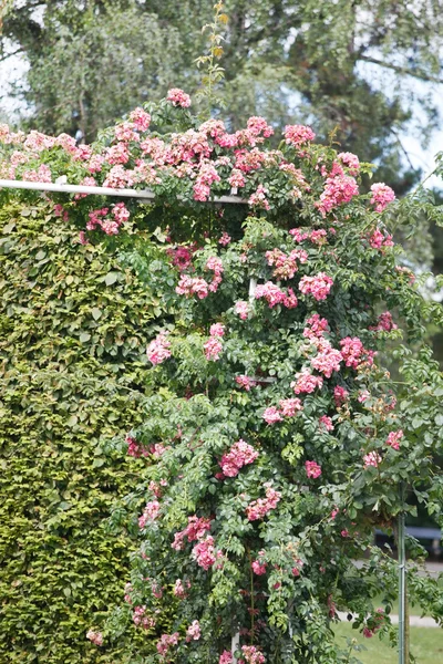 정원에 있는 장미 — 스톡 사진