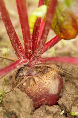 cultivo de remolacha