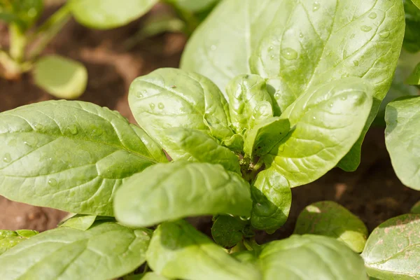Spinach growing in the garden — Stock Photo, Image