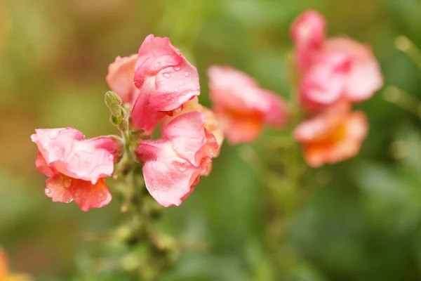 stock image Snapdragon flowers