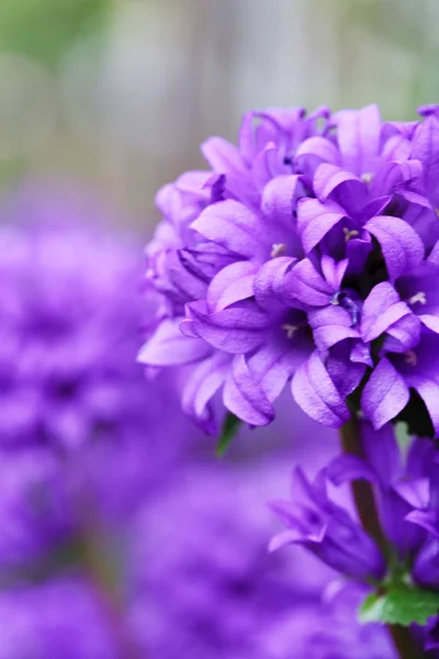 紫色の花 — ストック写真