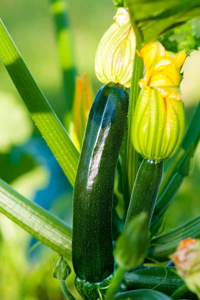 Bio-Zucchini — Stockfoto