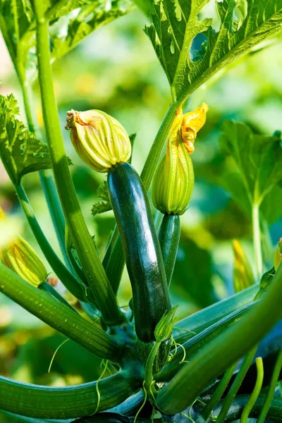 Bio-Zucchini — Stockfoto