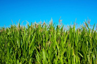 Corn Field Against Blue Sky clipart