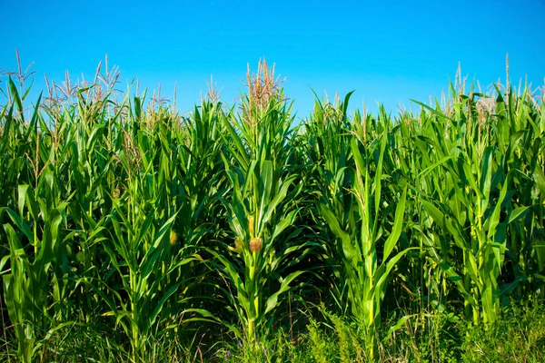 푸른 하늘을 배경으로 한 옥수수 밭 — 스톡 사진