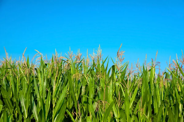 Pole kukurydzy na tle błękitnego nieba — Zdjęcie stockowe