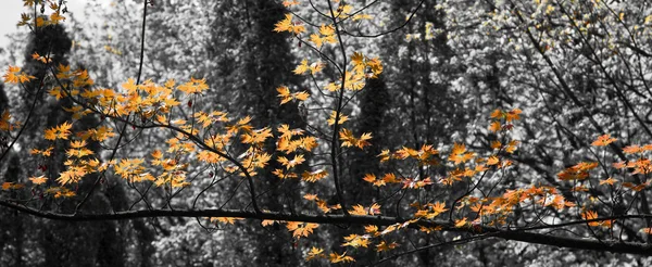 Осень — стоковое фото
