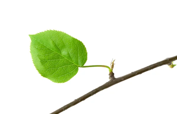 Dry branch with leaf — Stock Photo, Image