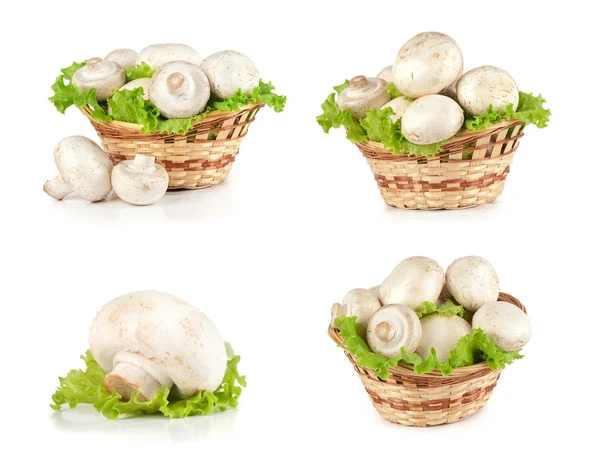 Set di funghi Champignon — Foto Stock