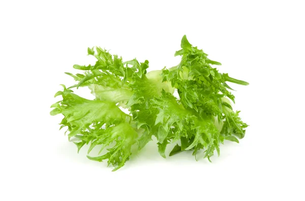 Leaf of fresh salad — Stock Photo, Image