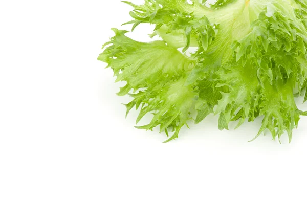 Folha de salada fresca isolada sobre fundo branco — Fotografia de Stock