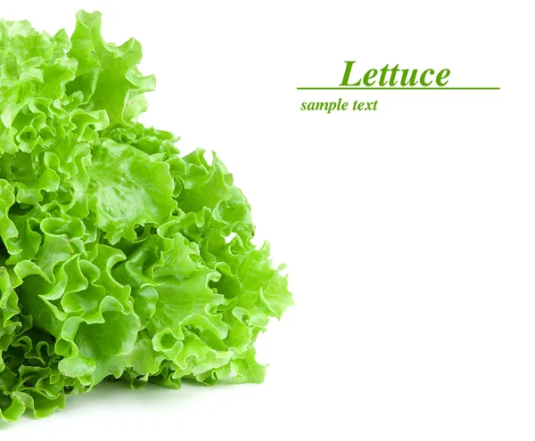Grüne Blätter Salat — Stockfoto