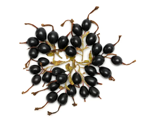 Beyaz üstüne siyah Frenk üzümü — Stok fotoğraf