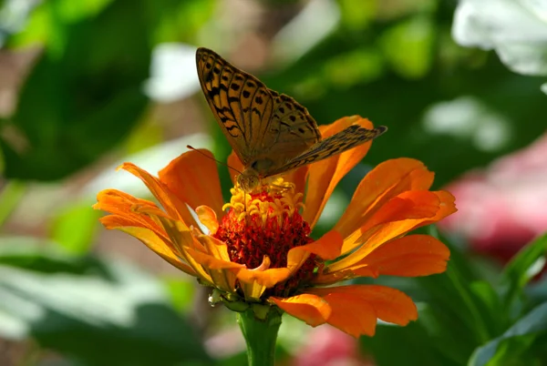 Vlinder op Oranje Bloem — Stockfoto
