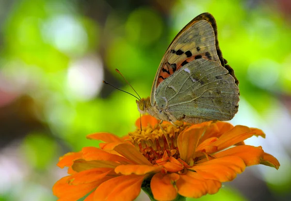 Vlinder op Oranje Bloem — Stockfoto