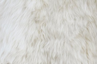 Sheep fur texture. Macro. clipart