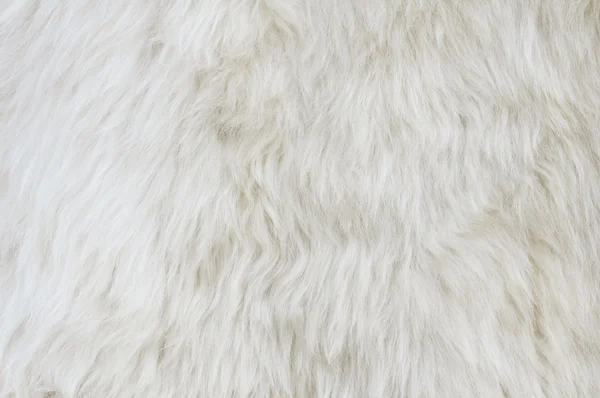 Sheep fur texture. Macro. — Stock Photo, Image