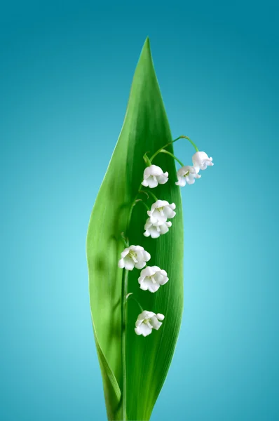 Lily Of The Valley — Stock Photo, Image