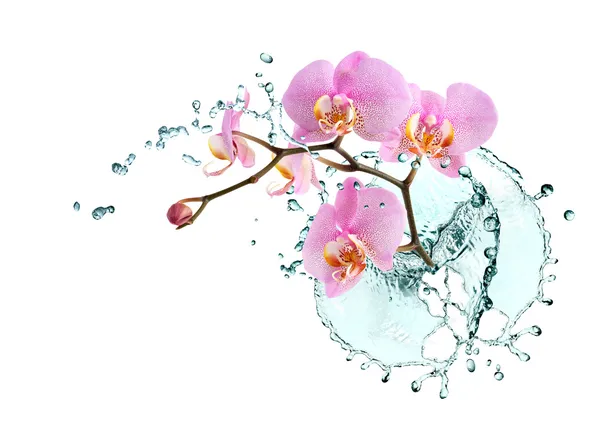 Орхидея и вода — стоковое фото