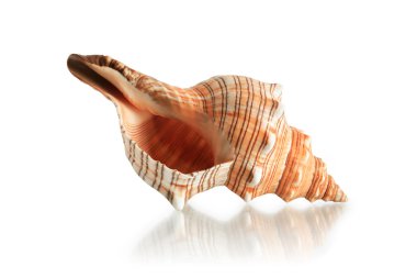 Seashell On White clipart