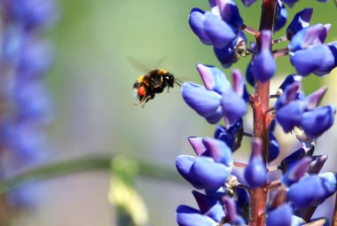 Bumblebee yakınındaki çiçek