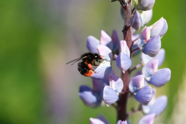 Bumblebee On Flower — Stock Photo, Image