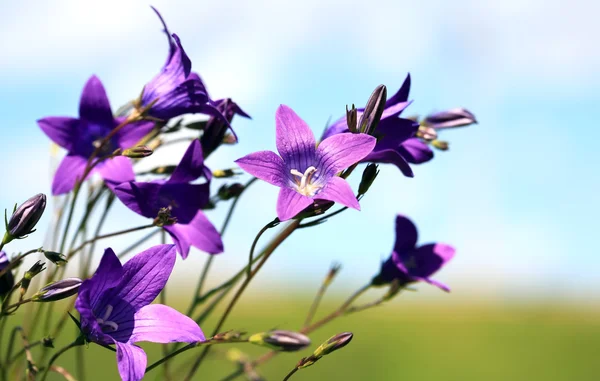 Letní divoké květiny — Stock fotografie