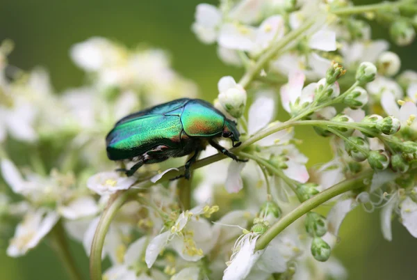 Käfer auf Blume — Stockfoto