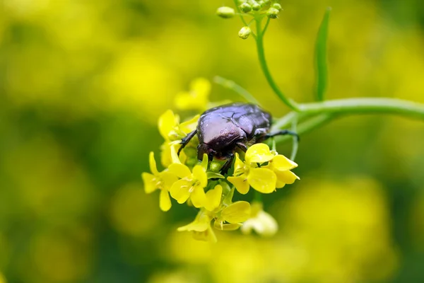 Käfer auf Blume — Stockfoto