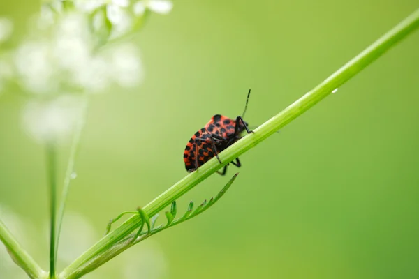 Käfer auf Halm — Stockfoto