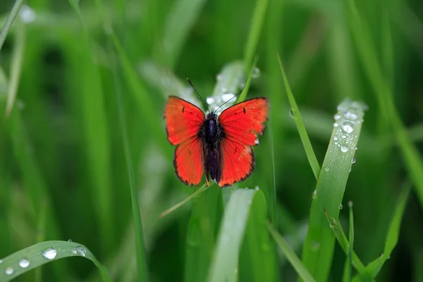 Farfalla e rugiada — Foto Stock
