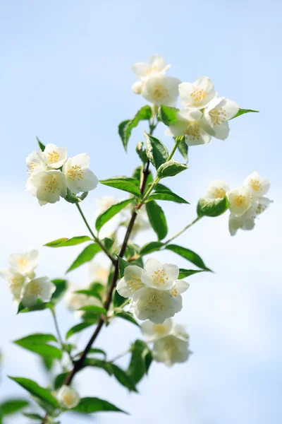Yasemin çiçekli — Stok fotoğraf