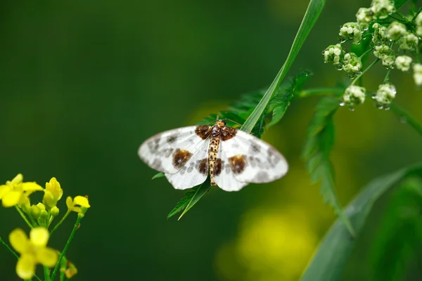 Schmetterling auf Gras — Stockfoto