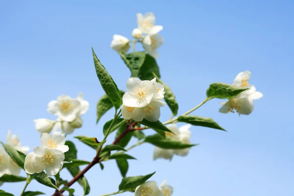Jasmine Flowering — Stock Photo, Image