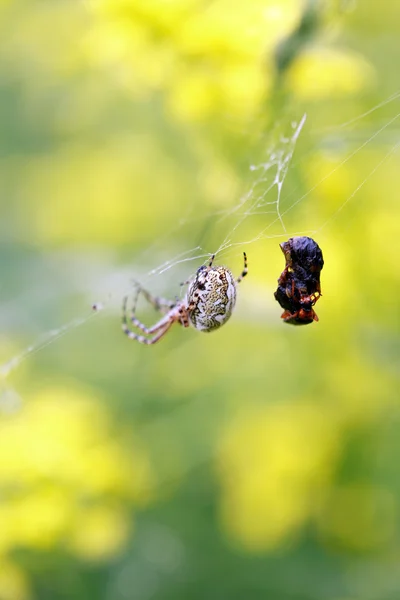 蜘蛛和他的猎物 — 图库照片