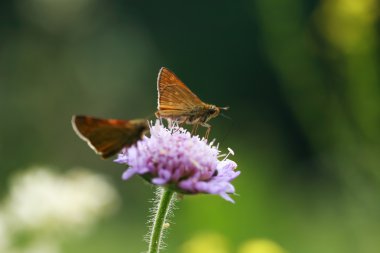 Butterflies On Flower clipart