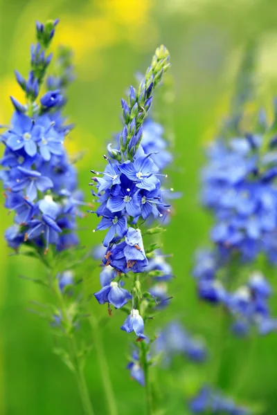 蓝色的野花 — 图库照片