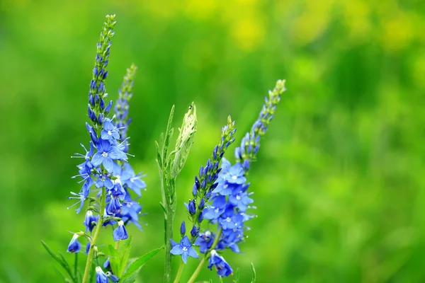 Blaue Wildblumen — Stockfoto