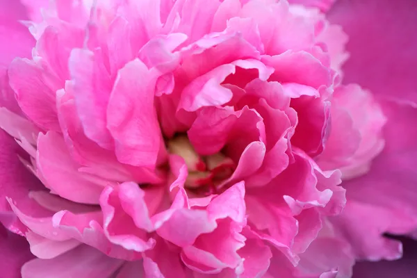 Pink Peony — Stock Photo, Image