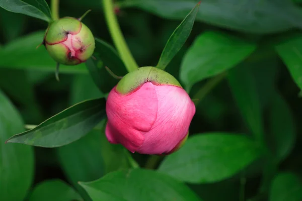 Pink Peony Bud — Stock Photo, Image