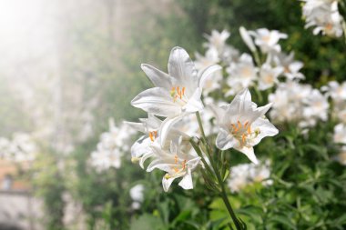 White Lilies clipart