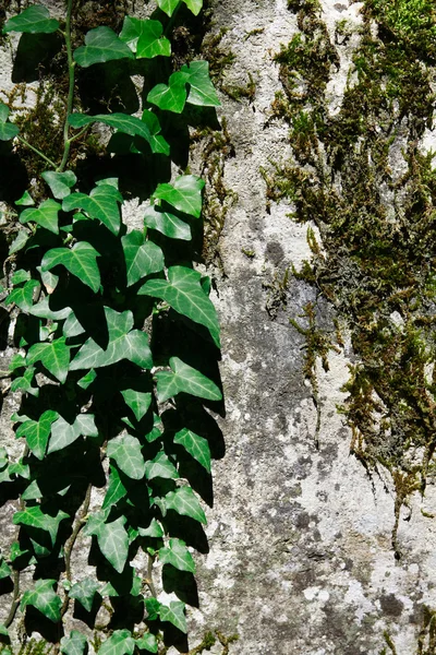 Hiedra verde y musgo — Foto de Stock
