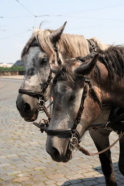 Перевезення коней — стокове фото
