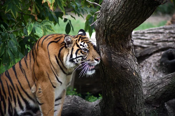 Охотничий тигр — стоковое фото