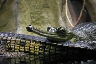 gharials su