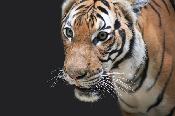 Ritratto di tigre — Foto Stock