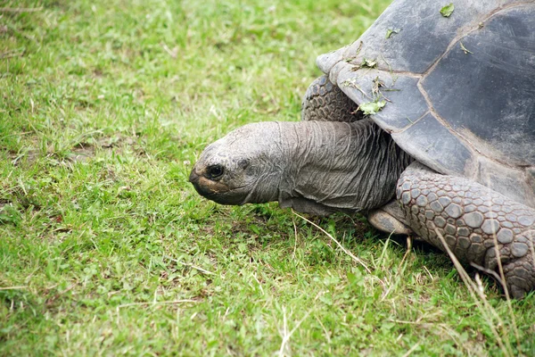 Kaplumbağa çimenlerin üzerinde — Stok fotoğraf
